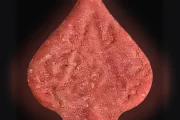 Comprimés Pica (Ecstasy / MDMA)