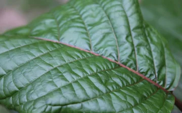 Feuille verte de kratom, Mitragyna speciosa, en gros plan