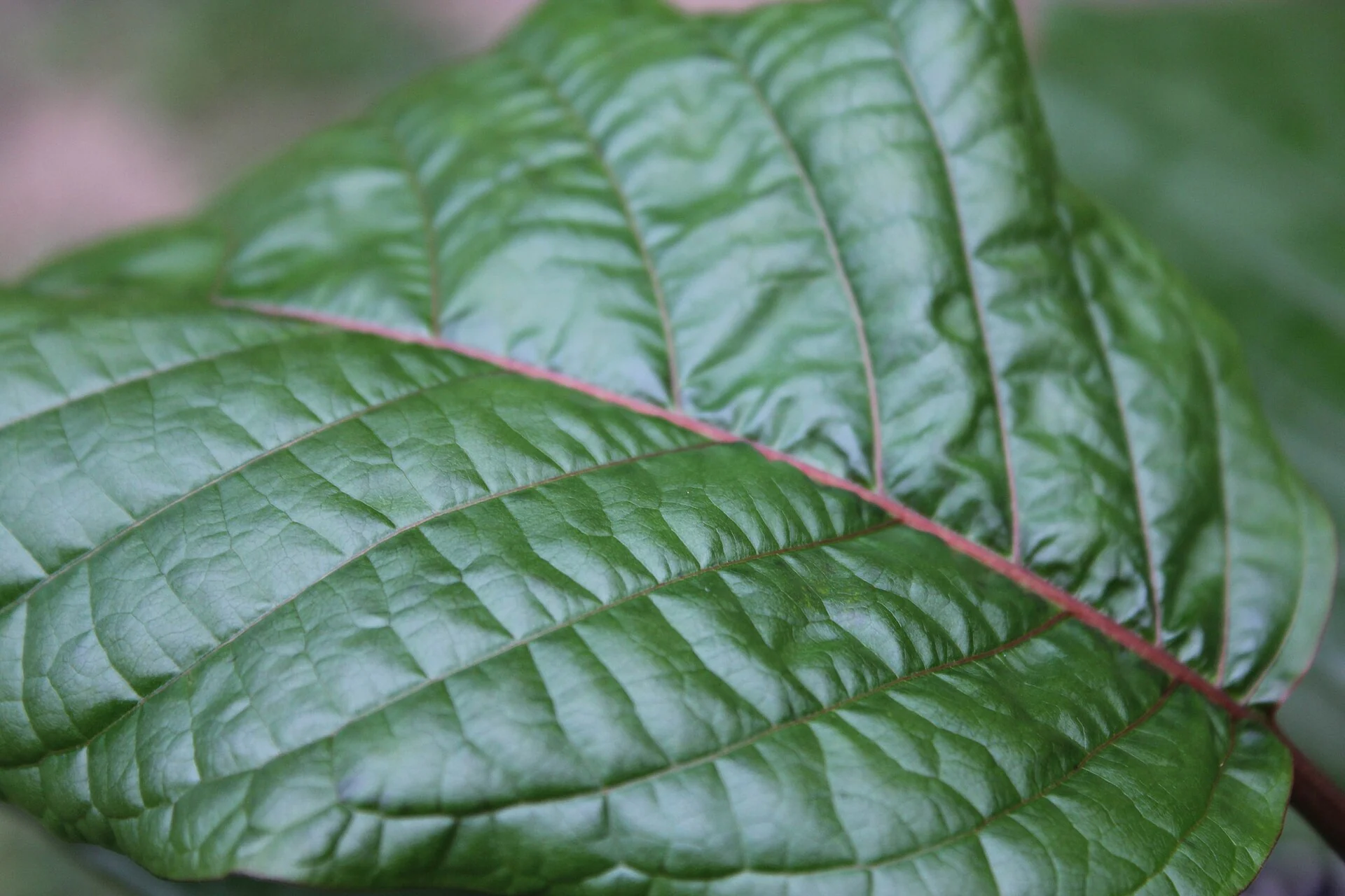 Feuille verte de kratom, Mitragyna speciosa, en gros plan
