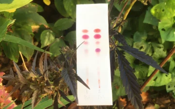 Fleur de cannabis à côté d'un kit PRO Test pour cannabinoïdes