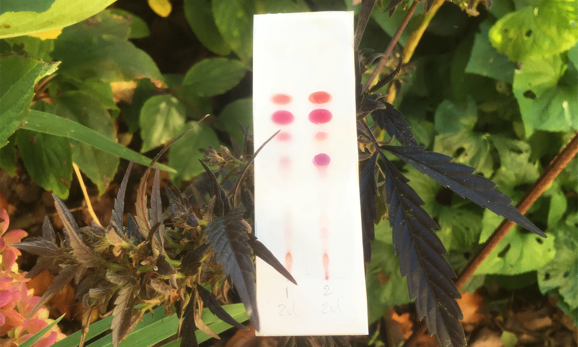 Fleur de cannabis à côté d'un kit PRO Test pour cannabinoïdes
