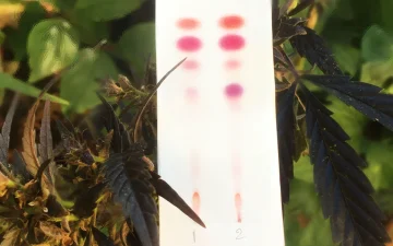 Tester fleurs, haschisch et huiles de CBD