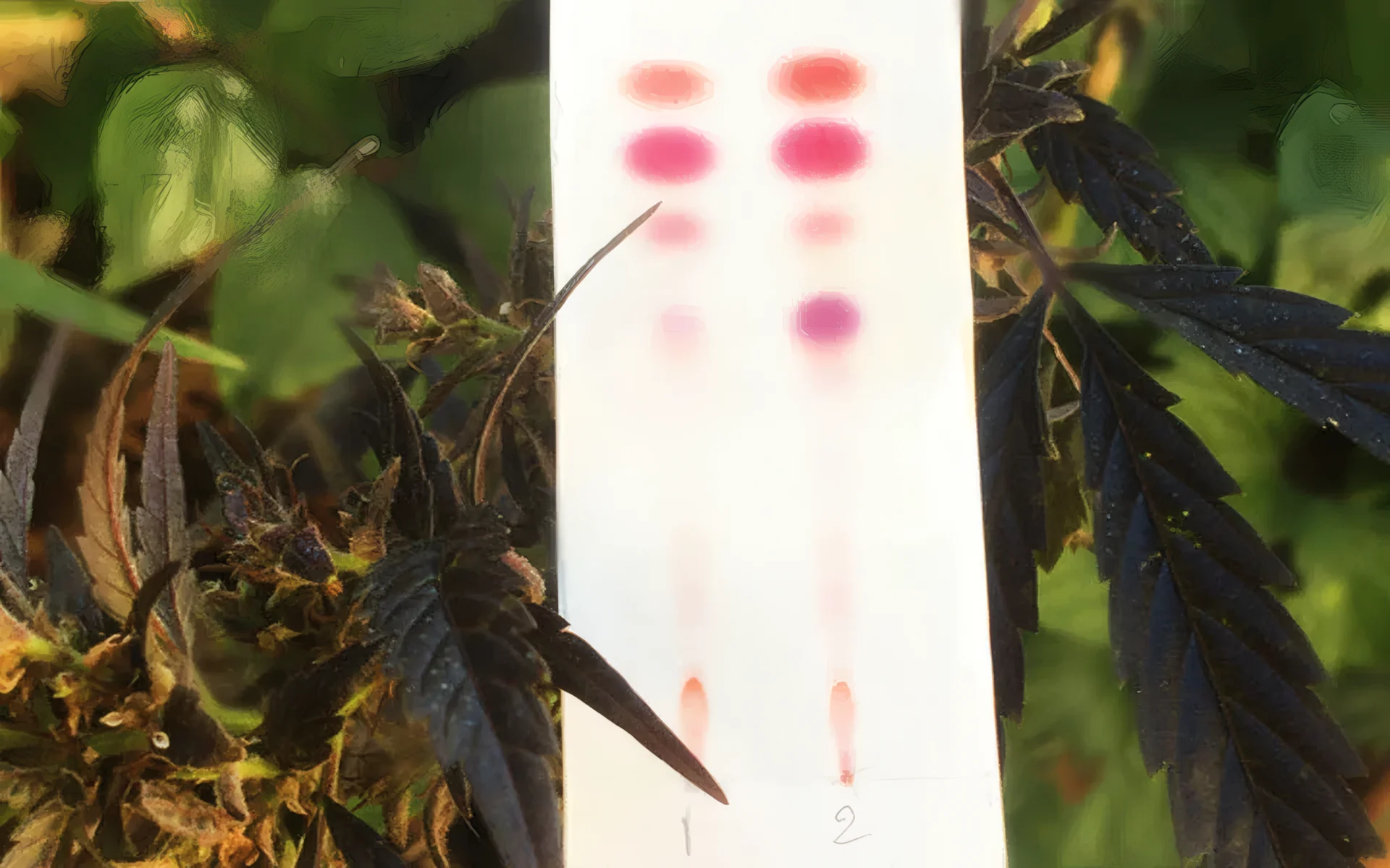 Tester fleurs, haschisch et huiles de CBD