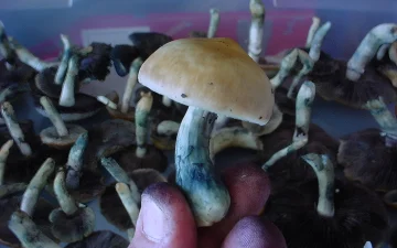 Bleuissement sur des champignons à psilocybine