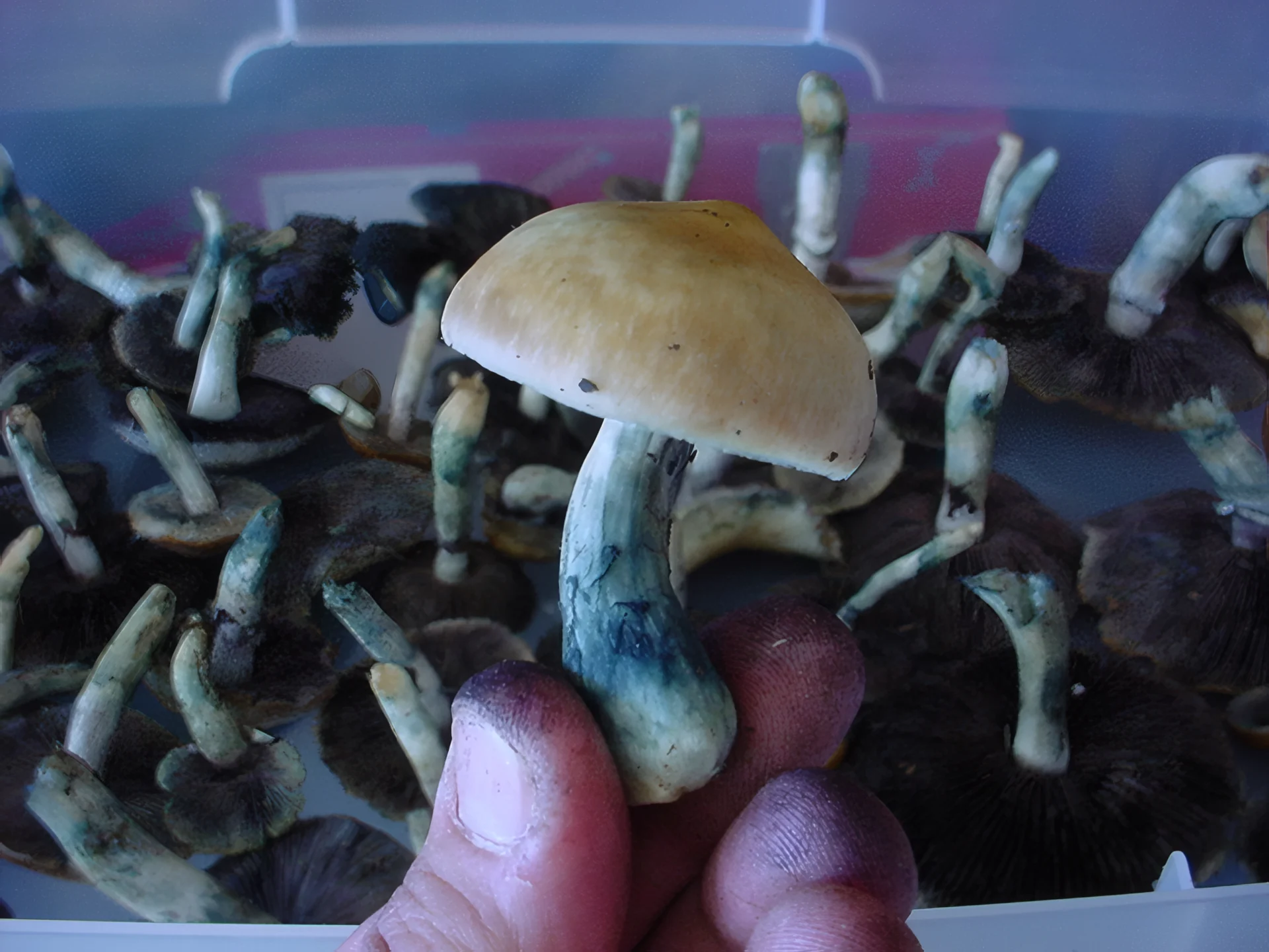 Bleuissement sur des champignons à psilocybine