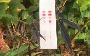 Comment tester le THC et le CBD ?