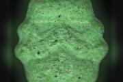 Comprimés Stormtrooper (Ecstasy / MDMA)