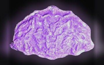 Comprimés Shell (Ecstasy / MDMA)